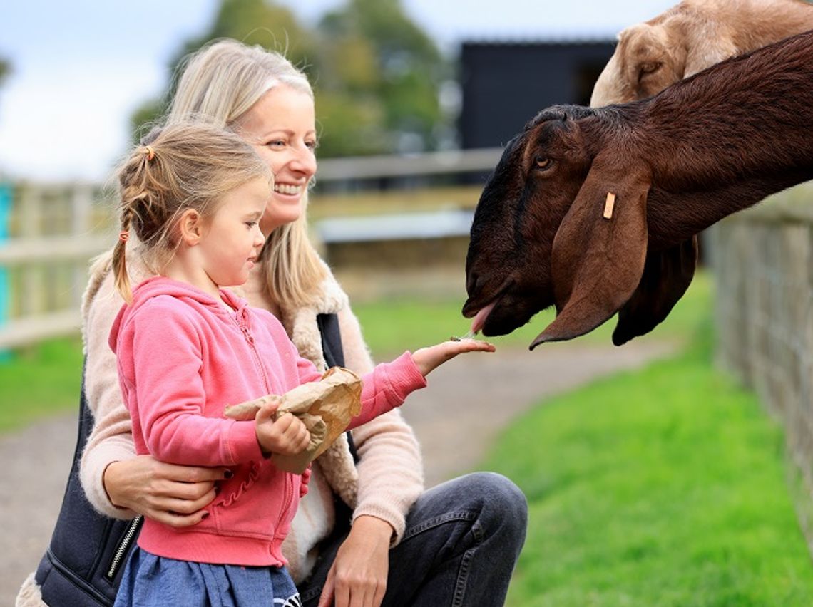 Feed friendly farm animals