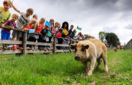 the famous racing pigs