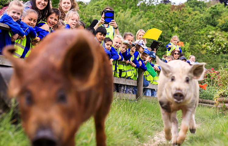 Pig Race